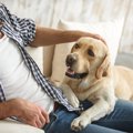 犬から「頼れる飼い…