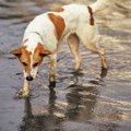 愛犬を『台風や水害…