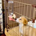 子犬が水を飲んだ結…