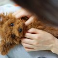 犬とスキンシップを…