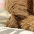 犬が『寂しかった』…