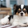 犬が『目を細めてい…
