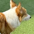 短足の犬がプールか…