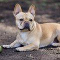犬の体が汚れてしま…