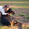 犬が怪我をしてしま…