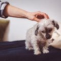 犬を飼い始めた人が…