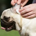 犬の『耳掃除』でし…