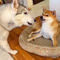 ハスキー犬が『場所…