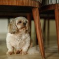 犬が家の中でよく隠…