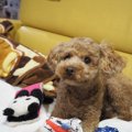 犬に長い名前を付け…