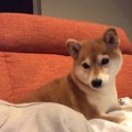 【Twitterで人気】こ…