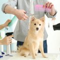 犬用ドライヤーのお…