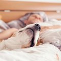 犬とベッドで一緒に…