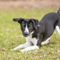 犬同士が初めて会っ…