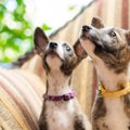 犬同士の『喧嘩』と…