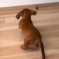 赤ちゃんの時、獣医…