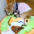 16歳の老犬が、お布…