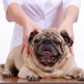 犬が喜ぶ『マッサー…