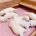 もふもふ天使がいっ…