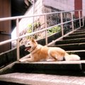 犬の階段の昇り降り…