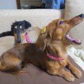 「犬がうるさい！」…
