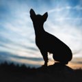 テチチってどんな犬…