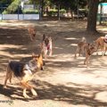 犬の社会化不足と問…