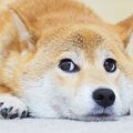 犬が飼い主を横目で…