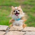 犬にとっての「良い…