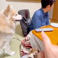 大型犬に『こっそり…