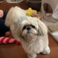 お友だちのワンコと…
