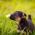 犬が食べると危険な…