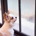 愛犬はどう？「ビビ…