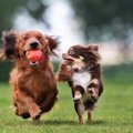 犬のリードを絶対に…