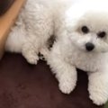 真っ白もこもこビシ…