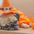愛犬とハロウィンを…