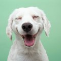 犬は『表情』でも感…