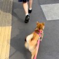 朝の散歩が嫌いな犬→…