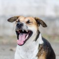犬の『くしゃみ』は…