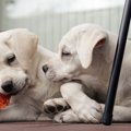嫉妬心が強い犬の心理