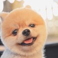 犬が『信頼している…