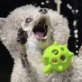 3匹の犬たちと『プー…
