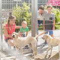 保護犬のリホームを…