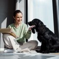 犬が不幸になってし…
