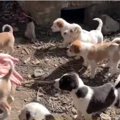 巣穴に隠れていた野…