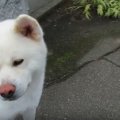 こんにちは～。お隣…