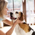 犬の里親トライアル…