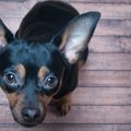 犬が警戒している時…