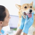 『口臭が酷い犬』の…