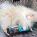 ペットボトルを抱き…